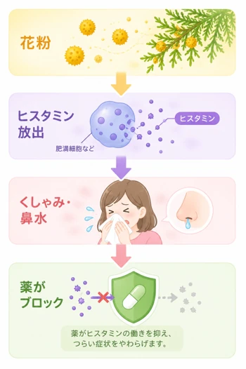 花粉が体に入り、ヒスタミン放出によってくしゃみ・鼻水が起こり、薬がブロックする流れ
