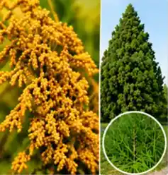 スギ・ヒノキ・イネ・ブタクサなど花粉の種類